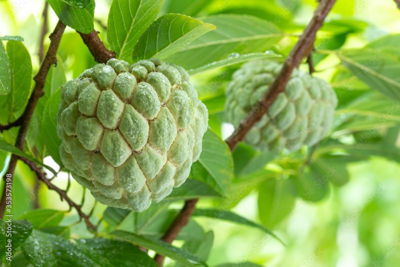 Sugar Apple